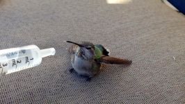 Hummingbird rescue  Will Salameh