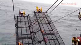 فناوری صید اسکویید ماهی مرکب در قایق ماهیگیری