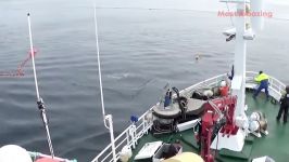 صید ماهی تن اسکوییدماهی مرکب توسط قایق ماهی گیری
