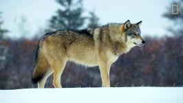 Wolf Pack Takes on a Polar Bear  Wildlife with Bertie Gregory