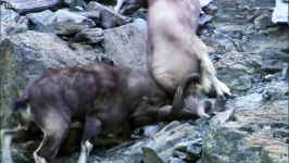 Snow Leopard Hunting  Planet Earth  BBC Earth