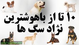 ۱۰ تا باهوش ترین نژادهای سگ در جهان  هدیه کانال عیدالزهرا آپارات FULL HD