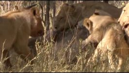 قدرت نمایی شیرها   شکار گوزن کوهی بوفالو توسط شیرها