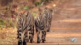 مستند جدید ببر دیسکاوری Tigress Blood