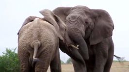 تصاویر کمتر دیده شده نبرد فیل ها   فیل مقابل فیل