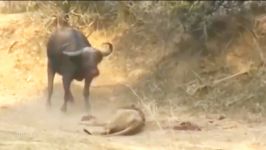 حیات وحش، تسلیم شدن شیر نر در مقابل بوفالو