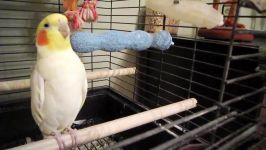 Happy Cockatiel dancing to music