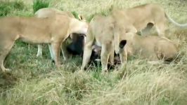 دریده شدن بوفالو توسط شیرها