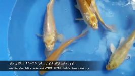 فروش ماهی کوی نژاد اگون سایز ۲۵ cm