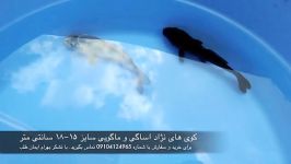 فروش ماهی کوی سایز ۱۵ cm