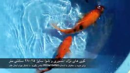 فروش ماهی کوی نژاد اتسوری سایز ۲۵ cm