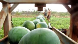 Mellon picking in Australia