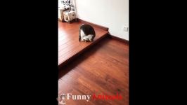 ♥Cute Cats and Kittens Doing Funny Things 2018♥ #2  Funny Cat pilation