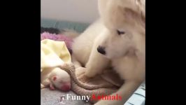♥Cute Cats and Dogs Doing Funny Things 2018♥ # 1  Funny Dog and Cat Videos