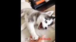 ♥Cute Cats and Dogs Doing Funny Things 2018♥  Funny Dog and Cat Videos