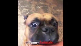 Funny Dogs Doing Funny Things pilation 2018  Funny Dog Videos