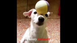 Funny and Cute Dogs pilation 2018  FUNNY ANIMALS