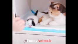Cutest Cats Cute is Not Enough  FUNNY CATS 2018