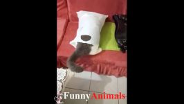 Funny Cat and Cute Kitten Videos  Cat Vines Compilation