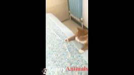 Cute Dogs and Cats Doing Funny Things 2018  Funny Dog and Cat pilation