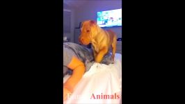 Best funniest and cutest Dogs pilation August 2018