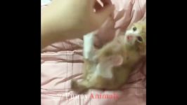 Cats and Cute Kittens overload Compilation 2018