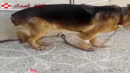 امداد به سگ بیمار رها شده در بیمارستان ، اتاق امداد حیوانات