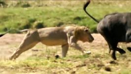 حمله نبرد شیرها برای بقاء در حیات وحش