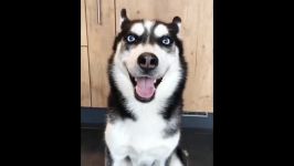 Funny And Cute Husky Puppies Compilation #37