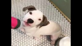 Funniest Cutest Pitbull Puppies #2  Funny Puppy Videos 2019