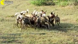 شکار گراز آفریقایی توسط سگهای وحشی آفریقایی