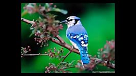 The sounds of spring  bird songs