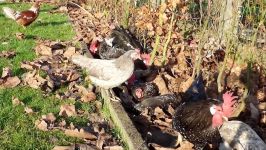 14 min. of chickens dust bathing