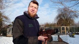 Breeding Flocks for the Red Mottled Project Part 2 Hens