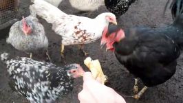 Chickens Feeding Frenzy Pancakes