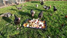 Chickens Feeding Frenzy Christmas dinner