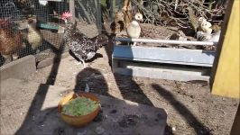 Pheasants and Chickens feeding frenzy Lettuce