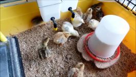 Feeding mealworms to the chicks