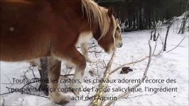 Horses acting like beavers