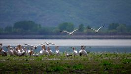 Great white pelicans. Rosapelikane. Kerkini Lake Greece