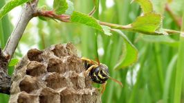 Paper wasp queen at the nest. Heide Feldwespen Königin am Nest