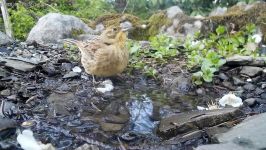 Observations at the birdsbath. Beobachtungen am Vogelbad.