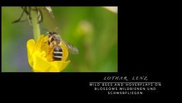 Bees and other insects in the garden. Bienen u.a. Insekten im Garten