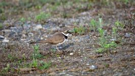 Little ringed plover  Flussregenpfeifer Charadrius dubius