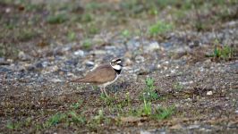 Little ringed plover  Flussregenpfeifer Charadrius dubius