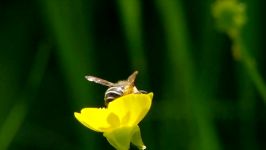 Bees and other insects in the garden. Bienen u.a. Insekten im Garten