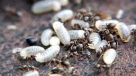 Ants transport their larvae. Ameisen transportieren ihre Larven