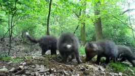 Red fox puppies part 17. Beobachtungen am Fuchsbau. Eifel Germany 17.5.2019