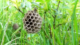 Observations at the paperwasps. Beobachtungen bei den Feldwespen.