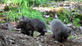 Red fox puppies part 12.1. Beobachtungen am Fuchsbau. Eifel Germany